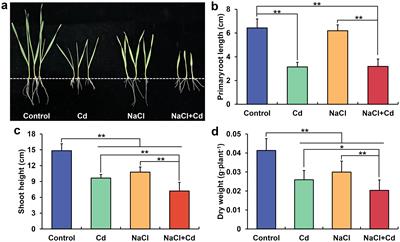 Integrated transcriptomics, metabolomics and physiological analyses reveal differential response mechanisms of wheat to cadmium and/or salinity stress